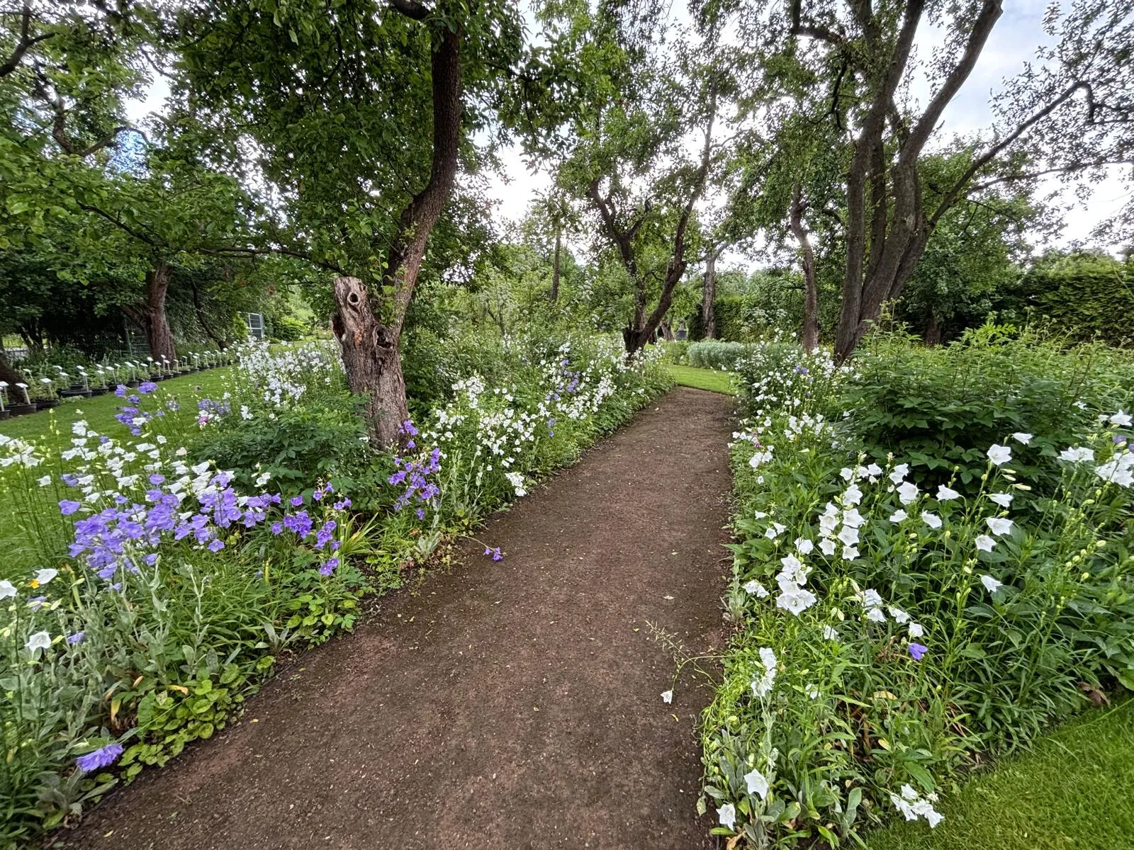 Lush garden path with bellflowers and mature trees