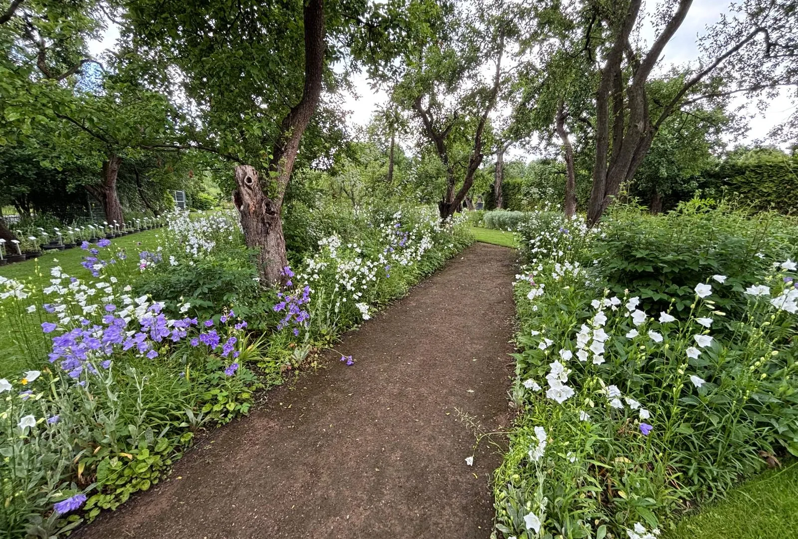 Lush garden path with bellflowers and mature trees in Ireland
